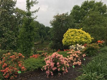 View of flowering plants in garden