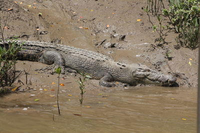 High angle view of crocodile in water