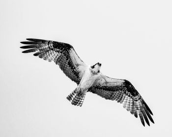 Low angle view of eagle flying against clear sky