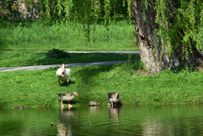 View of ducks in lake