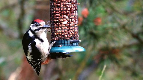 Close-up of bird hanging