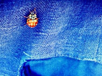 Close-up of tree against blue sky