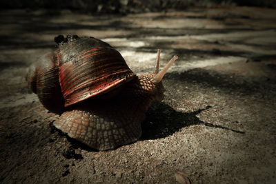 Close-up of snail