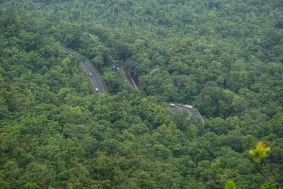 High angle view of plants and trees in forest