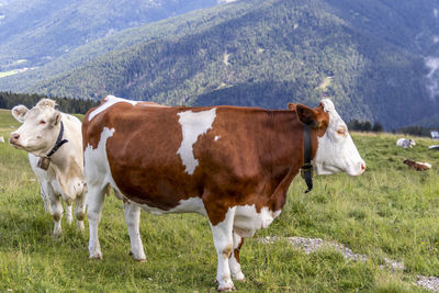 Cows standing in a field