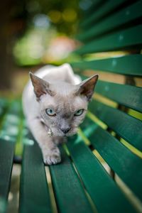 Portrait of cat on seat