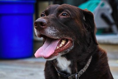 Close-up portrait of dog