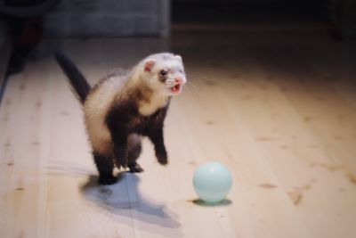 Close-up of cat with ball