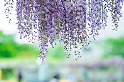 An image of a beautifully blooming wisteria flower.