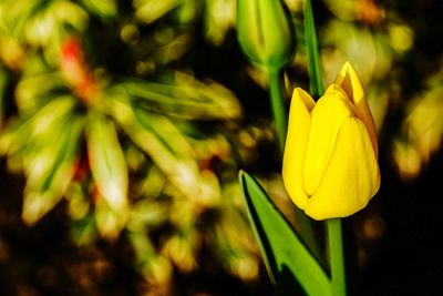 Close-up of yellow flowering plant