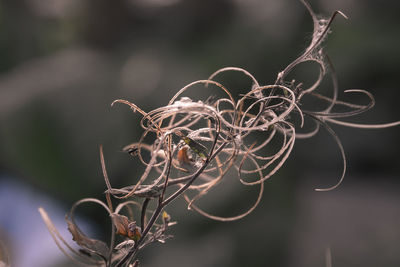 Close-up of dried plant