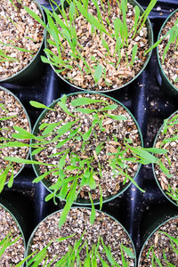 High angle view of potted plant