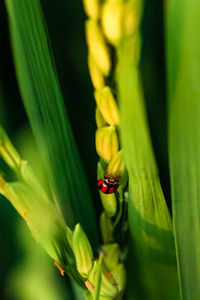 Close-up of ladybug on flower