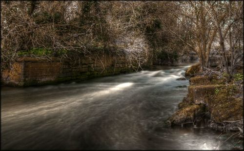 River flowing through forest