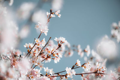 Close-up of cherry blossom