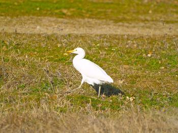 White bird perching on field