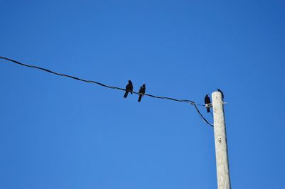 Low angle view of birds perching on cable