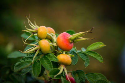 Close-up of radish growing on plant