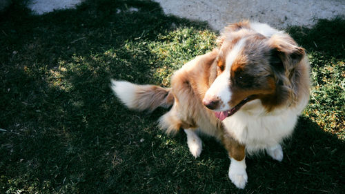 High angle view of dog on field