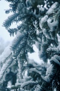 Close-up of pine tree during winter