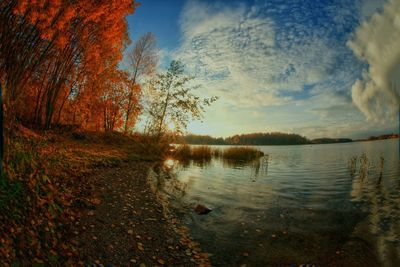 Reflection of trees in lake