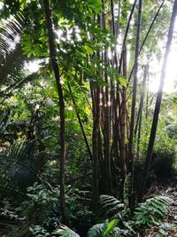 Bamboo trees in forest