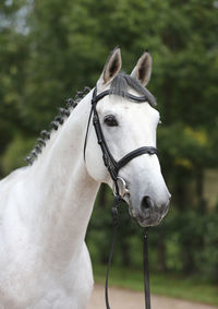 Close-up of a horse on field