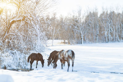 Horses on snow covered land