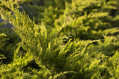 Close-up of fresh green plant