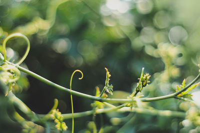 Close-up of green plant