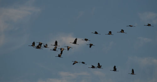 Low angle view of birds flying against sky