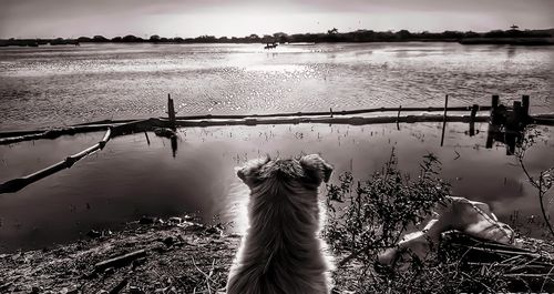 Dog by lake against sky