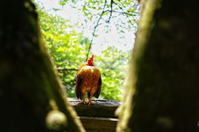 Bird on a tree