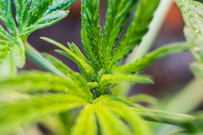 Close-up of fresh green leaf