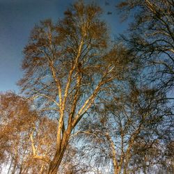 Low angle view of tree against sky