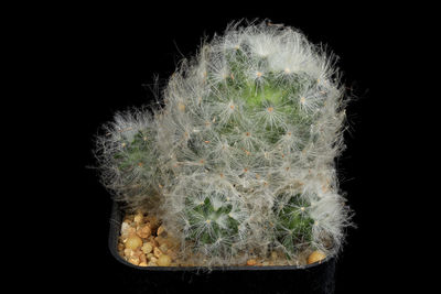 Close-up of succulent plant on black background