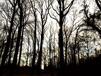 Bare trees against sky