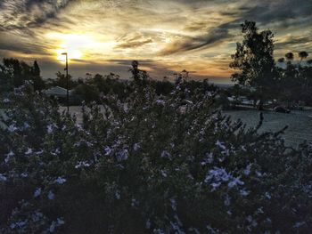 Purple flowering plants on field against sky during sunset