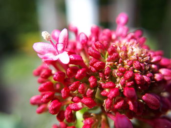 Close-up of pink flowers