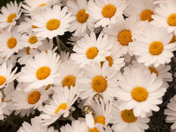 Close-up of white daisies growing on plant