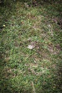 High angle view of small plant on field