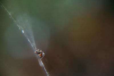 Close-up of spider