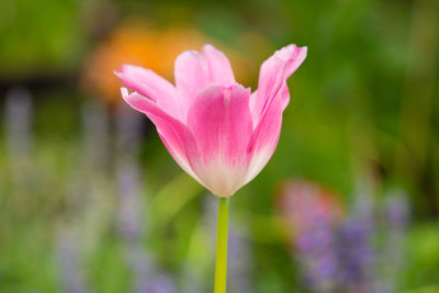 Close-up of pink lotus water lily