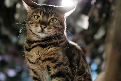Close-up portrait of a cat looking away