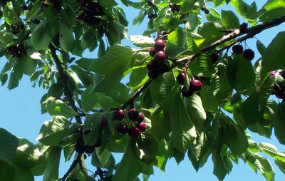 Low angle view of berries growing on tree against sky