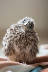 Close-up portrait of bird perching on bed against wall