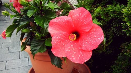 Close-up of flower blooming outdoors