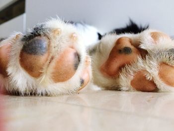 Close-up of a sleeping dog