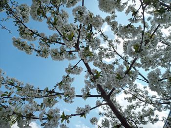 Low angle view of cherry blossoms against sky