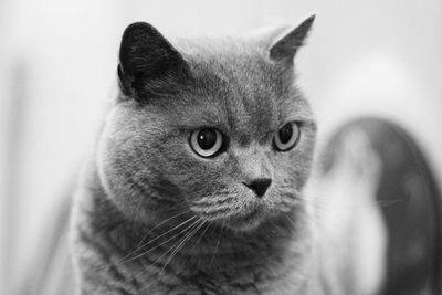 British shorthaired cat 